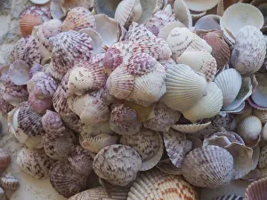 Images Dated 3rd September 2020: Shells Gathered on Beaches of Sanibel Island, Florida, USA