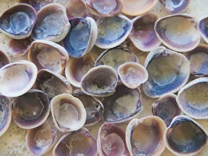 Images Dated 3rd September 2020: Shells Gathered on Beaches of Sanibel Island, Florida, USA