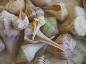Images Dated 3rd September 2020: Shells Gathered on Beaches of Sanibel Island, Florida, USA