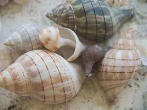 Images Dated 3rd September 2020: Shells Gathered on Beaches of Sanibel Island, Florida, USA