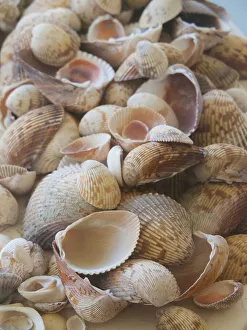Images Dated 3rd September 2020: Shells Gathered on Beaches of Sanibel Island, Florida, USA