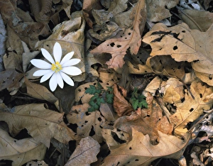 Biology Prints: SHENANDOAH NATIONAL PARK, VIRGINIA. USA. Bloodroot (Sanguinaria canadensis) & oak leaves
