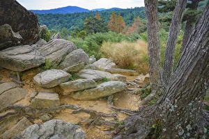 Images Dated 5th August 2021: Shenandoah vista, Blue Ridge Parkway, Smoky Mountains, USA