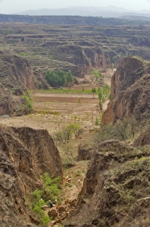 Images Dated 11th May 2009: Shepard leading up his herd up the Yellow Valley cliff, Taigu county, Shanxi provence