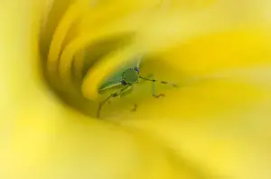 Hidden Prints: Shield Bug in Lily. Credit as: Nancy Rotenberg / Jaynes Gallery / DanitaDelimont