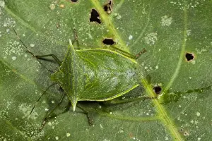 Images Dated 8th October 2010: Shield Bug (Pentatomoidea), Napo River bordering Yasuni National Park, Amazon Rainforest