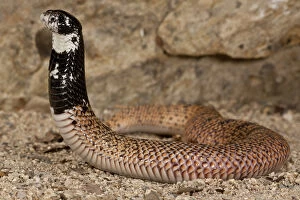 Images Dated 25th April 2007: Shield Nose Cobra Aspidelaps scutulatus Native to South Africa