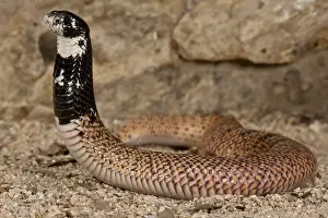 Vertebrate Prints: Shield Nose Cobra Aspidelaps scutulatus Native to South Africa