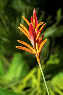 Heliconia Prints: Shining Bird of Paradise