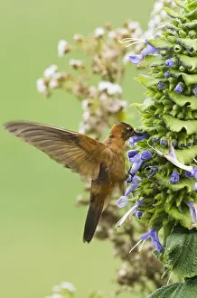 Images Dated 4th April 2011: Shining Sunbeam Hummingbird (Aglaeactis cupripennis), base of Chimborazo Volcano