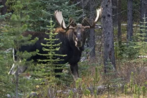Images Dated 3rd October 2006: Shiras Bull Moose