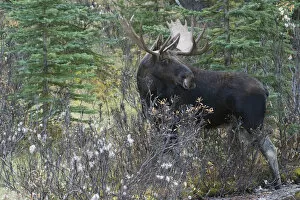 Images Dated 3rd October 2006: Shiras Bull Moose
