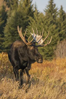 Images Dated 16th May 2021: Shiras bull moose