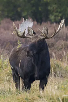 Images Dated 16th May 2021: Shiras bull moose