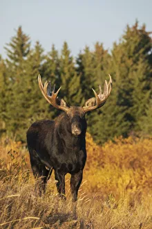 Images Dated 6th September 2021: Shiras bull moose