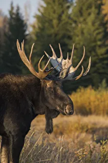 Images Dated 13th May 2021: Shiras bull moose