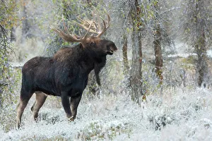 Alces Alces Shirazi Prints: Shiras bull moose