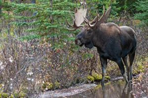 Alces Alces Shirazi Prints: Shiras bull moose
