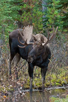Alces Alces Shirazi Prints: Shiras bull moose