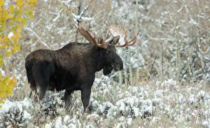 Alces Alces Shirazi Prints: Shiras bull moose, autumn snow