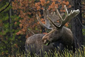 Velvet Prints: Shiras bull moose, foraging