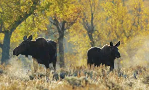 Images Dated 16th January 2023: Shiras moose cow with her calf in autumn light, USA. Wyoming