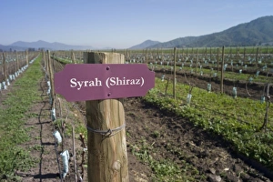 Shiraz Prints: Shiraz, vineyard, Casa Blanca Valley, Chile