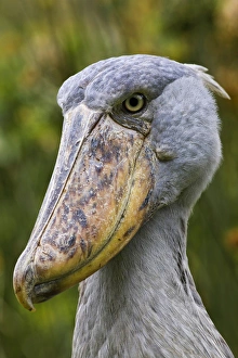 Shoe Prints: Shoebill (Balaeniceps rex) portrait. Uganda, Entebbe, Uganda Wildlife Education Centre