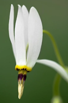 Images Dated 14th April 2006: Shooting Star (Dodecatheon meadia), Primrose Family (Primulaceae), Indian Rockhouse Trail