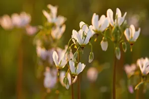 Images Dated 4th May 2011: Shooting star wildflowers carpet the tallgrass praire remnant in the old cemetary at Weston