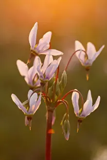 Images Dated 4th May 2011: Shooting star wildflowers carpet the tallgrass praire remnant in the old cemetary at Weston