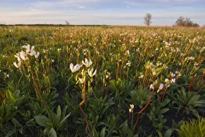 Images Dated 4th May 2011: Shooting star wildflowers carpet the tallgrass praire remnant in the old cemetery at Weston