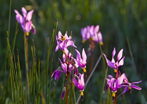 Choteau Prints: Shooting Star wildflowers in Montana