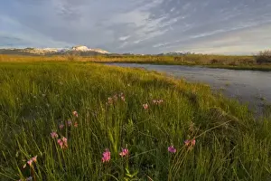Ear Mountain Prints: Shooting Stars along the South Fork of Willow Creek with Ear and Choteau Mountains