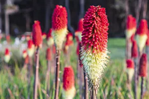 Images Dated 8th September 2021: Shore Acres State Park, Oregon, USA. Red hot poker flowers on the Oregon coast