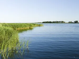 Reed Prints: Shore of the Peenestrom in the Usedomer Schweiz on the island of Usedom. Europe
