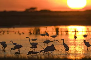 Images Dated 13th April 2008: Shorebirds feeding at sunset, Welder flats, Texas
