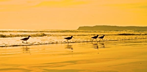 Shorebirds Prints: Shorebirds race the evening tide on a California beach
