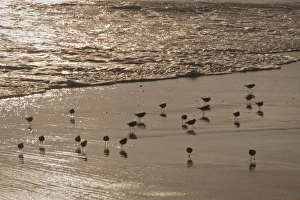 Shore Bird Prints: Shorebirds (sanderlings) at edge of Pacific Ocean, Crystal Cove State Park, California