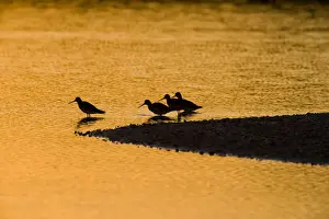 Old Lyme Prints: Shorebirds at sunrise at the mouth of the Connecticut River in Old Lyme, Connecticut