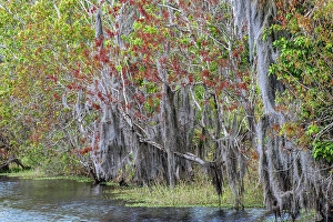 Swamp Prints: Shoreline of Blue Cypress Lake in early spring with red maple blossoms and Spanish moss