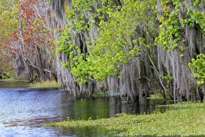 Swamp Prints: Shoreline of Blue Cypress Lake in early spring with red maple blossoms and Spanish moss
