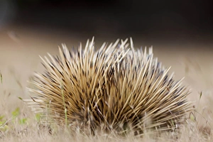 Images Dated 24th November 2011: Short-beaked Echidna (Tachyglossus aculeatus), an oviparous mammal of Australia