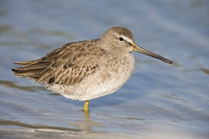 Images Dated 17th November 2012: A short-billed dowitcher, Limnodromus griseus, on North Beach at Fort De Soto Park