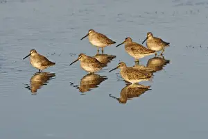 Images Dated 8th January 2009: Short-billed Dowitcher (Limnodromus griseus) migrants in salt marsh, South Padre Island