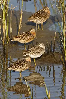 Images Dated 23rd April 2009: Short-billed Dowitcher (Limnodromus griseus) migrants in salt marsh, South Padre Island