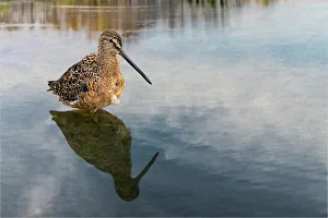 Shorebird Prints: Short-billed dowitcher, South Padre Island, Texas