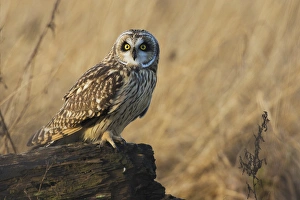 Fauna Prints: Short-eared Owl