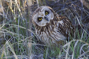 Images Dated 30th April 2011: Short-eared Owl