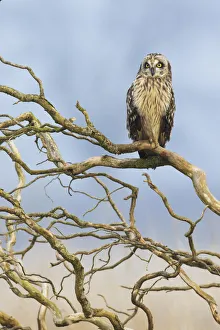 Images Dated 12th January 2015: Short-eared Owl